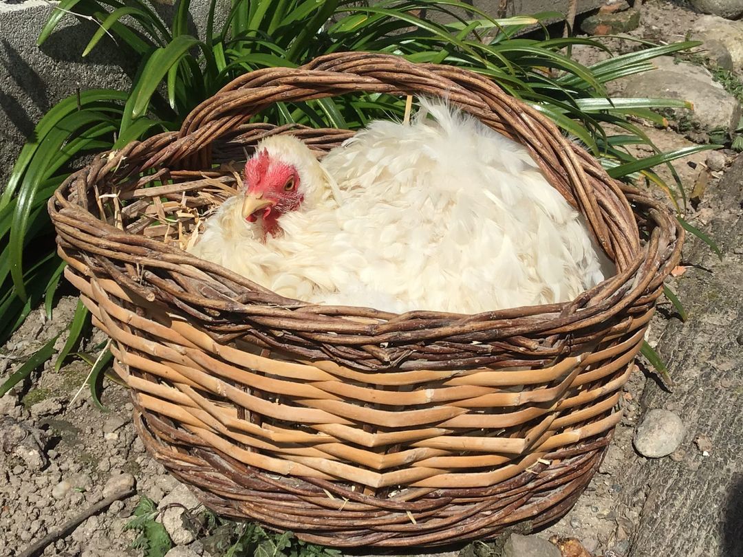 Photo d'illustration d'une poule dans un panier en osier